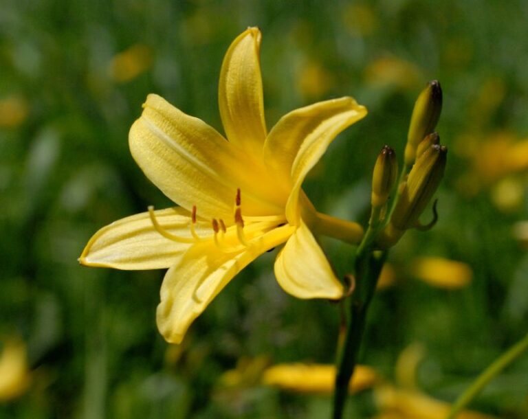 Hemerocallis_lilio-asphodelus